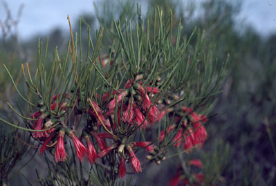 APII jpeg image of Calothamnus oldfieldii  © contact APII