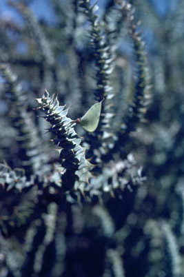 APII jpeg image of Daviesia nudiflora subsp. amplectens  © contact APII