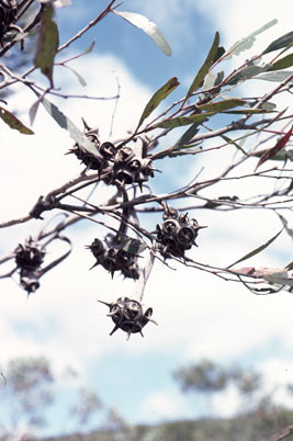 APII jpeg image of Eucalyptus lehmannii subsp. parallela  © contact APII