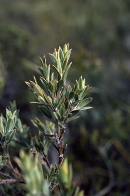 APII jpeg image of Daviesia abnormis  © contact APII