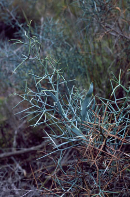 APII jpeg image of Daviesia horrida  © contact APII