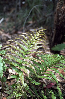 APII jpeg image of Blechnum sp. (King Island)  © contact APII