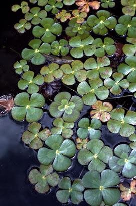 APII jpeg image of Marsilea mutica  © contact APII