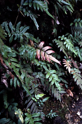 APII jpeg image of Blechnum gregsonii  © contact APII