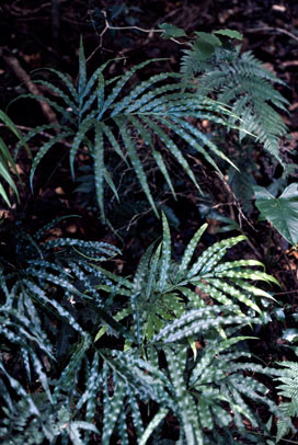 APII jpeg image of Pteris umbrosa  © contact APII