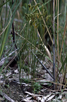 APII jpeg image of Schizaea bifida  © contact APII