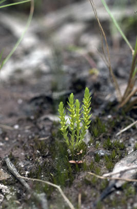 APII jpeg image of Selaginella gracillima  © contact APII