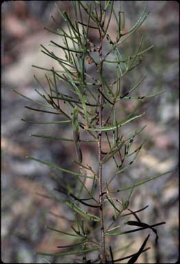 APII jpeg image of Acacia menzelii  © contact APII