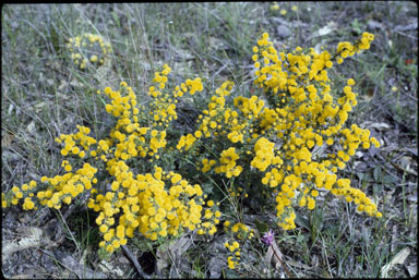 APII jpeg image of Acacia pulchella  © contact APII