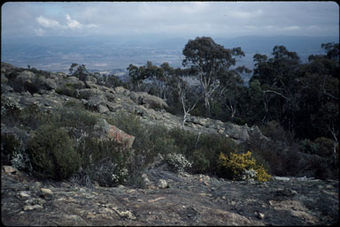 APII jpeg image of Olearia iodichroa,<br/>Acacia costiniana  © contact APII