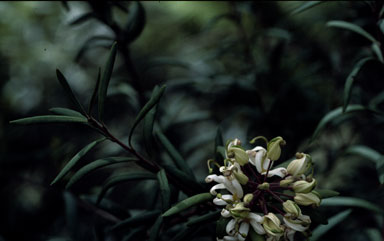 APII jpeg image of Lomatia polymorpha  © contact APII