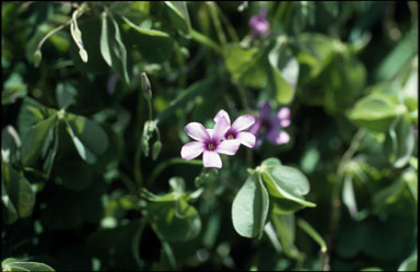 APII jpeg image of Oxalis articulata  © contact APII