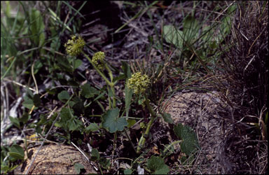 APII jpeg image of Hydrocotyle laxiflora  © contact APII