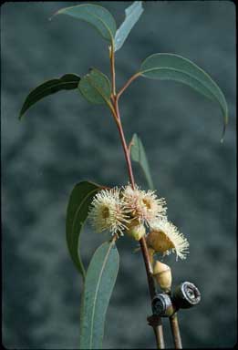 APII jpeg image of Eucalyptus cosmophylla  © contact APII