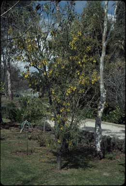 APII jpeg image of Sophora tetraptera  © contact APII