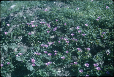 APII jpeg image of Oxalis purpurea  © contact APII