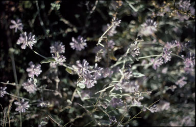 APII jpeg image of Ptilotus sessilifolius  © contact APII