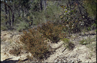 APII jpeg image of Pultenaea patellifolia  © contact APII