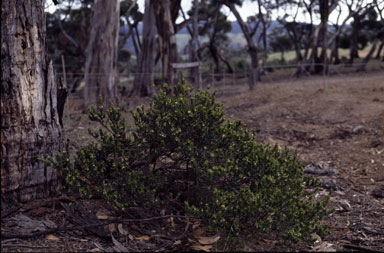 APII jpeg image of Pultenaea villifera  © contact APII