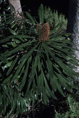 APII jpeg image of Banksia aquilonia  © contact APII