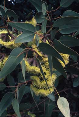 APII jpeg image of Eucalyptus grossa  © contact APII