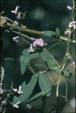 APII jpeg image of Glycine tabacina  © contact APII