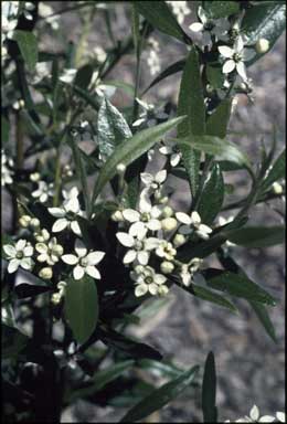 APII jpeg image of Rhadinothamnus anceps  © contact APII