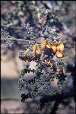 APII jpeg image of Pultenaea foliolosa  © contact APII