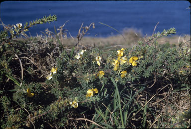 APII jpeg image of Pultenaea myrtoides  © contact APII