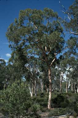 APII jpeg image of Eucalyptus accedens  © contact APII