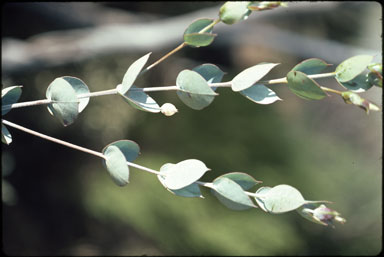 APII jpeg image of Eucalyptus albida  © contact APII