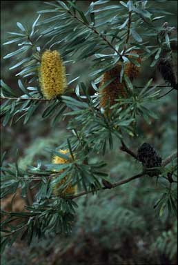 APII jpeg image of Banksia marginata x integrifolia  © contact APII