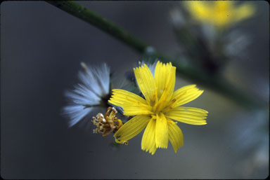 APII jpeg image of Chondrilla juncea  © contact APII