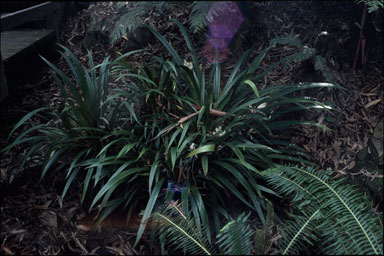 APII jpeg image of Helmholtzia acorifolia  © contact APII