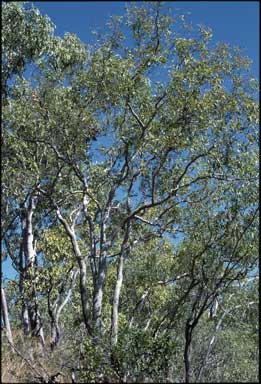 APII jpeg image of Corymbia jacobsiana  © contact APII