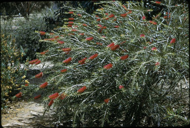 APII jpeg image of Callistemon rugulosus  © contact APII