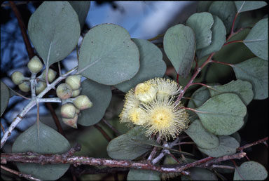 APII jpeg image of Eucalyptus orbifolia  © contact APII