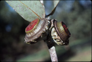 APII jpeg image of Eucalyptus youngiana  © contact APII