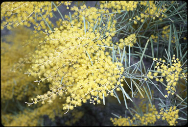 APII jpeg image of Acacia boormanii  © contact APII