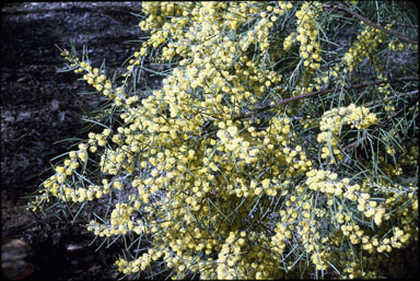 APII jpeg image of Acacia elongata  © contact APII