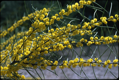 APII jpeg image of Acacia havilandiorum  © contact APII