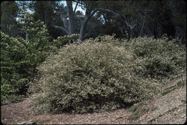 APII jpeg image of Commersonia rugosa  © contact APII