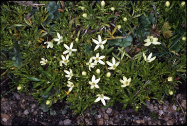 APII jpeg image of Stackhousia pulvinaris  © contact APII