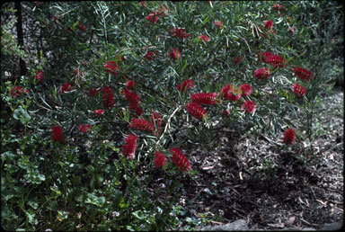 APII jpeg image of Callistemon phoeniceus  © contact APII