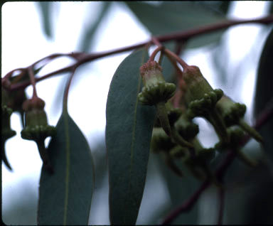 APII jpeg image of Eucalyptus torquata  © contact APII