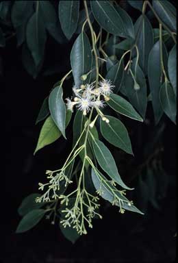 APII jpeg image of Eucalyptus microcorys  © contact APII