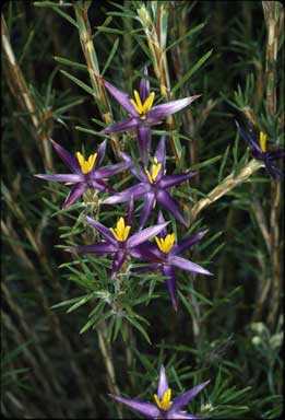 APII jpeg image of Calectasia grandiflora  © contact APII