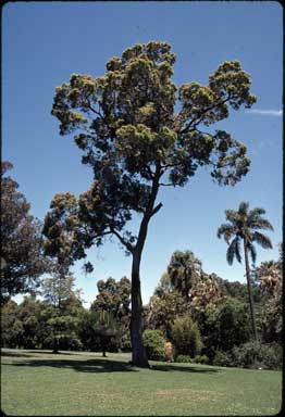 APII jpeg image of Angophora floribunda  © contact APII