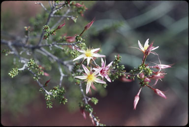 APII jpeg image of Calytrix longiflora  © contact APII