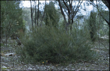 APII jpeg image of Allocasuarina nana  © contact APII